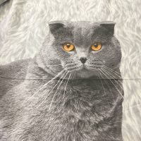 Бязь РФ 220 см - Серый британец